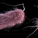 Bacterias E. coli. Foto: CDC